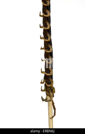 Cotti o fritti Centipede su un bastone come venduti presso la Donghuamen Night market in Wangfujing di Pechino CINA Foto Stock