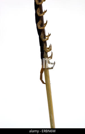 Cotti o fritti Centipede su un bastone come venduti presso la Donghuamen Night market in Wangfujing di Pechino CINA Foto Stock