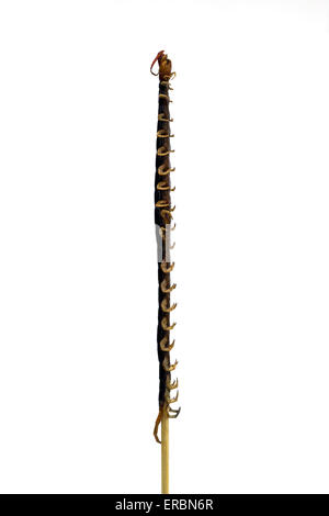 Cotti o fritti Centipede su un bastone come venduti presso la Donghuamen Night market in Wangfujing di Pechino CINA Foto Stock