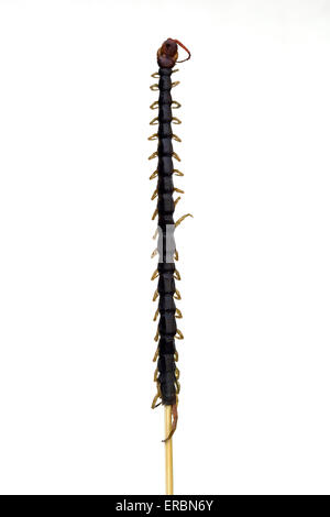 Cotti o fritti Centipede su un bastone come venduti presso la Donghuamen Night market in Wangfujing di Pechino CINA Foto Stock