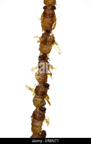 Bozzoli di api fritte cotte in vendita al mercato notturno di Donghuamen a Wangfujing Pechino Cina - un esempio dello strano o strano cibo mangiato dalla gente Foto Stock