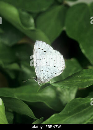 Holly blu - Celastrina argiolus Foto Stock