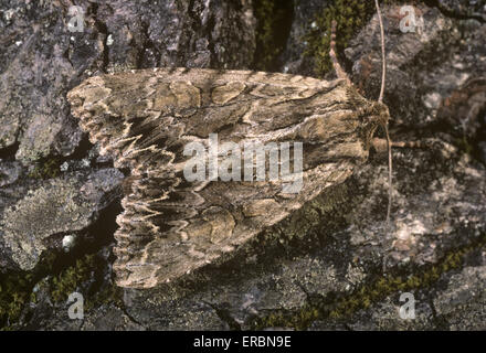 Archi scuro - Apamea monoglypha Foto Stock