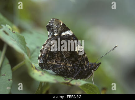 Red Admiral - Vanessa Atalanta Foto Stock