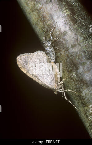 Falena invernale - Operophtera brumata Foto Stock