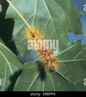 Sycamore Moth Larva - Acronicta aceris Foto Stock