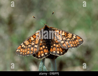 Marsh Fritillary - Euphydryas aurinia Foto Stock