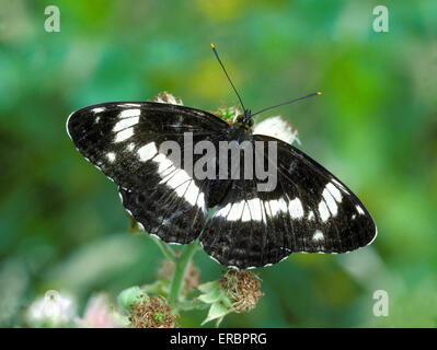 White Admiral - Limenitis camilla Foto Stock