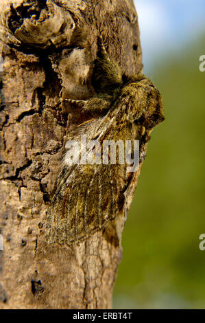 Grande sporgente - Peridea anceps Foto Stock