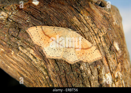 Maiden's arrossire - Cyclophora punctaria Foto Stock