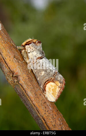 Buff-punta - Phalera bucephala Foto Stock