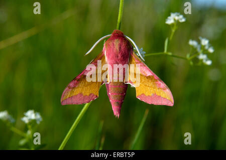 Piccolo Elephant Hawk-moth - Deilephila porcellus Foto Stock