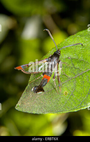 Rosso-ribaltato Clearwing - Synanthedon formicaeformis Foto Stock