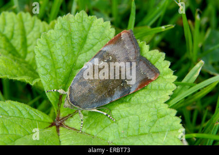 Meno ampia-delimitata Underwing giallo - Noctua janthe Foto Stock