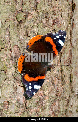 Red Admiral - Vanessa Atalanta Foto Stock