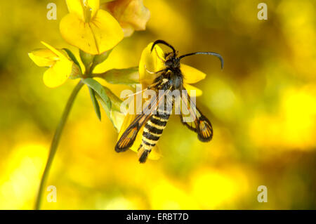 Sei-belted Clearwing - Bembecia ichneumoniformis Foto Stock