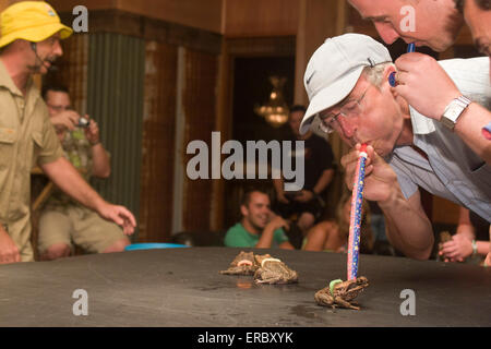 Il turista a godere della canna da zucchero toad racing all'iconico di ferro sulla barra di Macrossan St, la strada principale di Port Douglas, estremo Nord Queensland Foto Stock