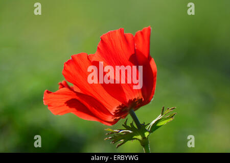 Anemone fiore Foto Stock