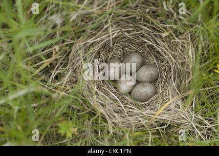 Allodola comune di uova Foto Stock