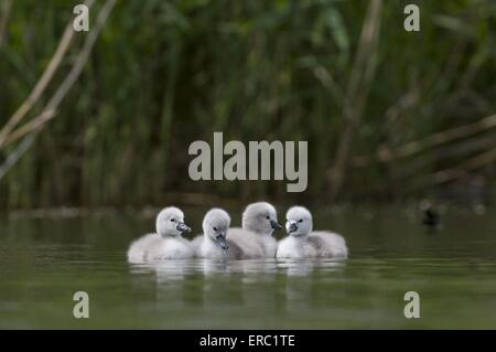 Cigno muto babys Foto Stock