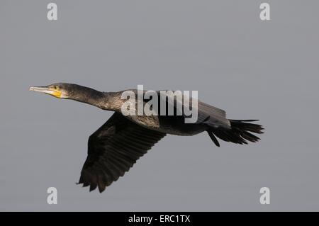 Cormorano volanti Foto Stock