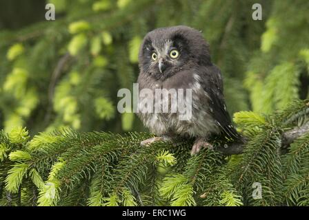 Aegolius funereus Foto Stock