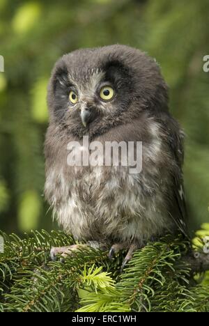 Aegolius funereus Foto Stock