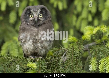 Aegolius funereus Foto Stock