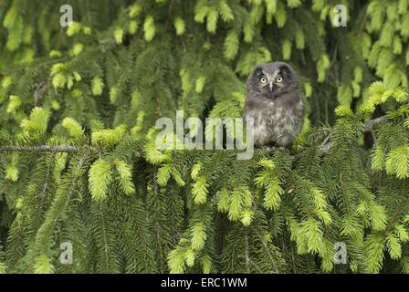 Aegolius funereus Foto Stock