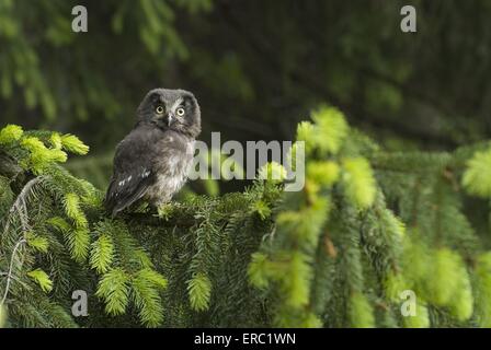 Aegolius funereus Foto Stock