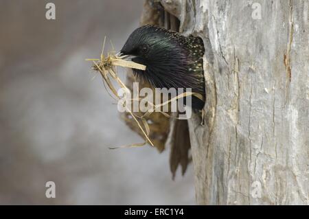 Starling europea Foto Stock