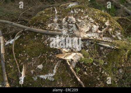 Morti gufo reale Foto Stock