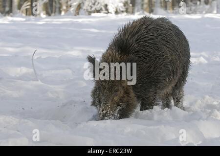 cinghiale Foto Stock