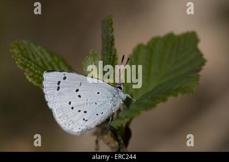 farfalla blu Foto Stock