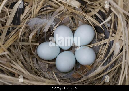 Unione starling uova Foto Stock