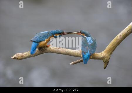 Martin pescatore Foto Stock