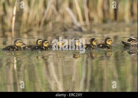 Germano reale Foto Stock