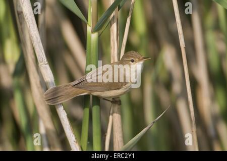 Eurasian reed trillo Foto Stock