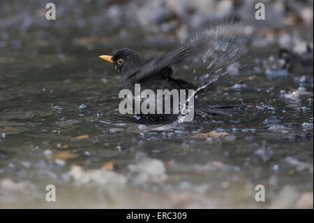 Merlo comune Foto Stock