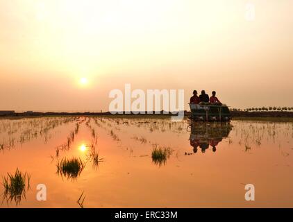 Hohhot,Monglia Regione autonoma. Il 1 giugno, 2015. Gli agricoltori azionare una macchina per trapianto di piantine di riso in una risaia con soluzione salina-terreno alcalino Xiaodanba nel villaggio di Hohhot, northMonglia Regione autonoma, Giugno 1, 2015. Credito: Wang Zheng/Xinhua/Alamy Live News Foto Stock