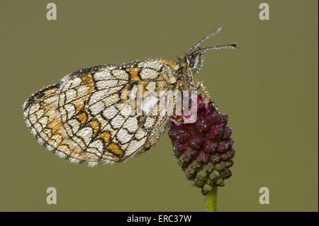 La regina di Spagna fritillary Foto Stock