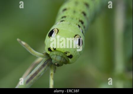 grub del lepidottero di Falco Foto Stock