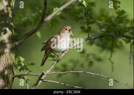 Usignolo comune Foto Stock