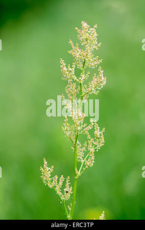 Un millefiori nel prato sotto il caldo sole di primavera Foto Stock