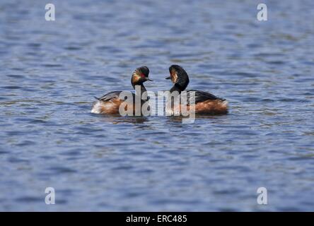 Nero-svassi a collo alto Foto Stock