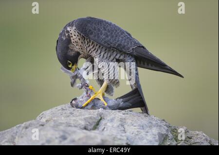 Falco pellegrino Foto Stock