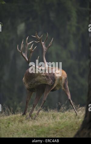 Red deer Foto Stock