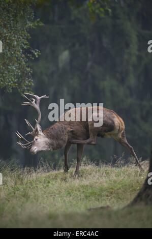 Red deer Foto Stock