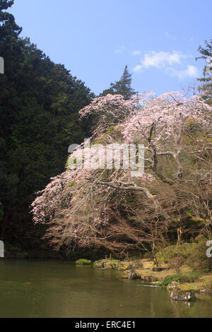 Sakura (fiori di ciliegio) in piena fioritura su un laghetto nei giardini di Narita Jinja (santuario) è un grande santuario scintoista nel cuore Foto Stock