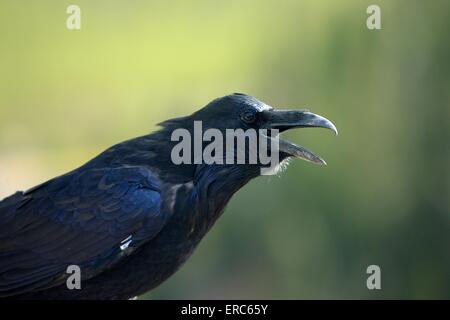 Corvo comune Foto Stock
